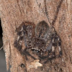 Isopedella pessleri at Flynn, ACT - 30 Jul 2024 01:19 PM