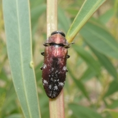 Diphucrania sp. (genus) (Jewel Beetle) at Theodore, ACT - 7 Jan 2021 by owenh