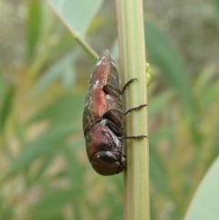 Diphucrania marmorata at Theodore, ACT - 7 Jan 2021 11:42 AM