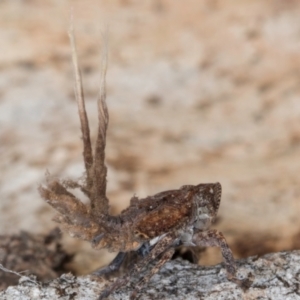 Platybrachys sp. (genus) at Melba, ACT - 30 Jul 2024