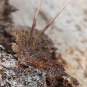 Platybrachys sp. (genus) at Melba, ACT - 30 Jul 2024 01:35 PM