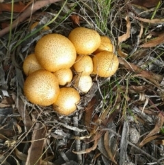 Gymnopilus junonius (Spectacular Rustgill) at Kambah, ACT - 27 May 2020 by intouch