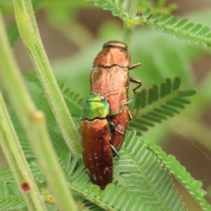 Diphucrania sp. (genus) at Theodore, ACT - 28 Feb 2022