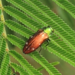 Diphucrania sp. (genus) at Theodore, ACT - 28 Feb 2022