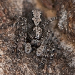 Clynotis severus (Stern Jumping Spider) at Melba, ACT - 30 Jul 2024 by kasiaaus