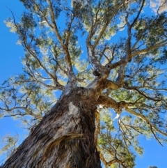 Eucalyptus melliodora (Yellow Box) at Kenny, ACT - 31 Jul 2024 by Steve818