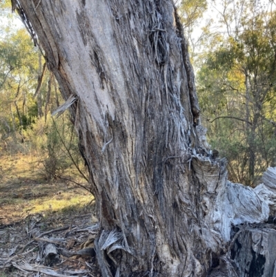 Eucalyptus melliodora (Yellow Box) at Watson, ACT - 29 Jul 2024 by waltraud