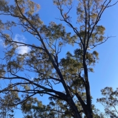 Eucalyptus melliodora at Watson, ACT - 29 Jul 2024 03:58 PM