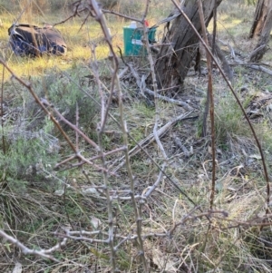 Crataegus monogyna at Watson, ACT - 29 Jul 2024