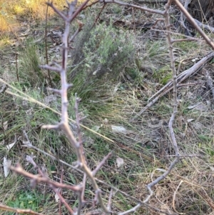 Crataegus monogyna at Watson, ACT - 29 Jul 2024