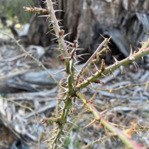 Rosa rubiginosa at Watson, ACT - 29 Jul 2024