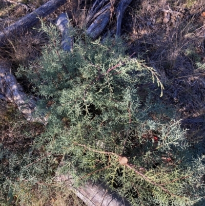 Hesperocyparis arizonica (Arizona Cypress) at Watson, ACT - 29 Jul 2024 by waltraud