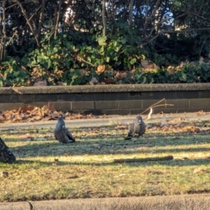 Callocephalon fimbriatum at Parkes, ACT - 31 Jul 2024