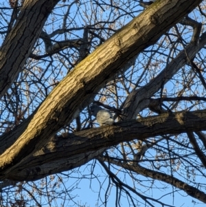 Callocephalon fimbriatum at Parkes, ACT - suppressed