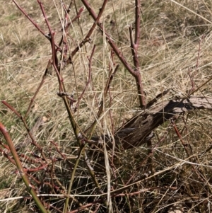 Rosa sp. at Watson, ACT - 29 Jul 2024