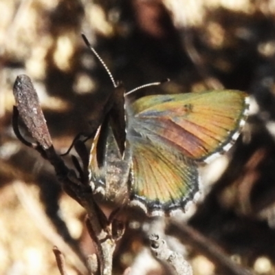 Paralucia crosbyi (Violet Copper Butterfly) at Rendezvous Creek, ACT - 31 Jul 2024 by JohnBundock