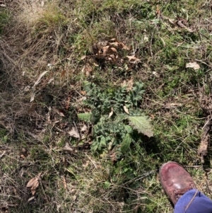 Cirsium vulgare at Watson, ACT - 29 Jul 2024 12:59 PM