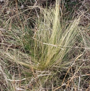 Nassella trichotoma at Watson, ACT - 29 Jul 2024