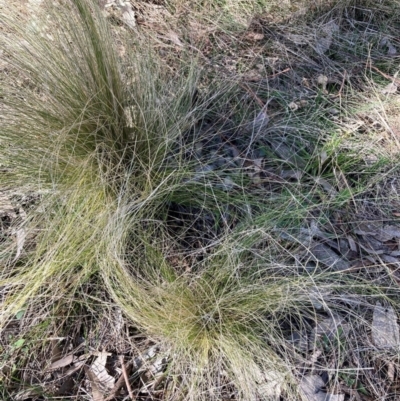 Nassella trichotoma (Serrated Tussock) at Watson, ACT - 29 Jul 2024 by waltraud