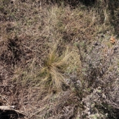 Nassella trichotoma (Serrated Tussock) at Watson, ACT - 29 Jul 2024 by waltraud