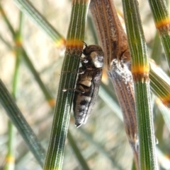 Dinocephalia sp. (genus) (A Jewel Beetle) at Theodore, ACT - 15 Jan 2021 by owenh