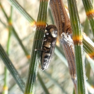 Dinocephalia sp. (genus) at Theodore, ACT - 15 Jan 2021