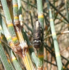 Dinocephalia sp. (genus) at Theodore, ACT - 15 Jan 2021