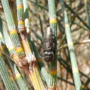 Dinocephalia sp. (genus) at Theodore, ACT - 15 Jan 2021 10:58 AM