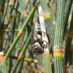 Dinocephalia sp. (genus) at Theodore, ACT - 15 Jan 2021