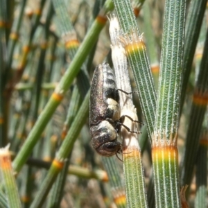 Dinocephalia sp. (genus) at Theodore, ACT - 15 Jan 2021