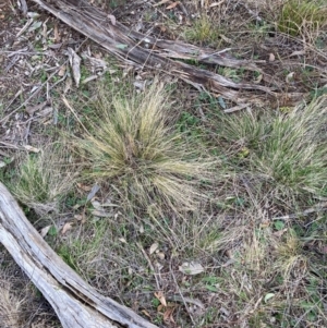 Nassella trichotoma at Watson, ACT - 29 Jul 2024