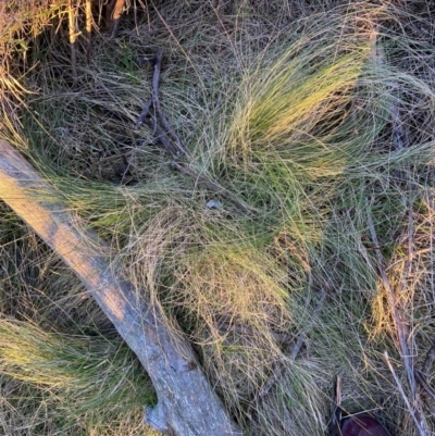 Nassella trichotoma (Serrated Tussock) at Watson, ACT - 29 Jul 2024 by waltraud