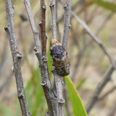 Diphucrania acuducta (Acuducta jewel beetle) at Theodore, ACT - 1 Jan 2021 by owenh