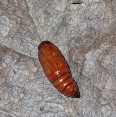 Lepidoptera unclassified IMMATURE (caterpillar or pupa or cocoon) at Holt, ACT - 31 Jul 2024 by JajiClack