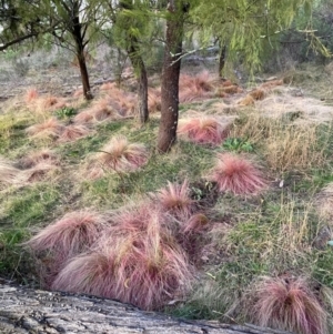 Nassella trichotoma at Watson, ACT - 29 Jul 2024