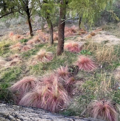 Nassella trichotoma (Serrated Tussock) at Watson, ACT - 29 Jul 2024 by waltraud