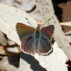 Paralucia crosbyi (Violet Copper Butterfly) at Rendezvous Creek, ACT - 31 Jul 2024 by DPRees125