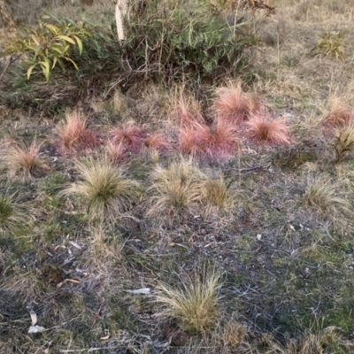 Nassella trichotoma (Serrated Tussock) at Watson, ACT - 29 Jul 2024 by waltraud