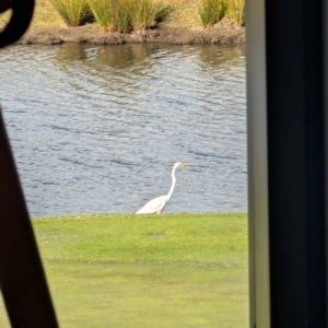 Ardea alba at Wollongong, NSW - 31 Jul 2024