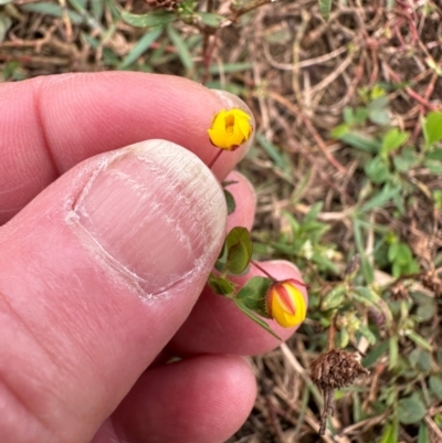Chamaecrista rotundifolia var. rotundifolia (Wynn's Cassia. Round-leaf Cassis) at Wenlock, QLD - 31 Jul 2024 by lbradley