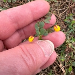 Chamaecrista rotundifolia var. rotundifolia at Wenlock, QLD - 31 Jul 2024 01:08 PM