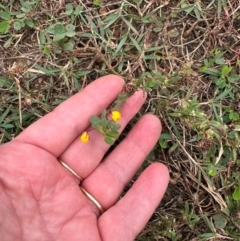 Chamaecrista rotundifolia var. rotundifolia at Wenlock, QLD - 31 Jul 2024 01:08 PM