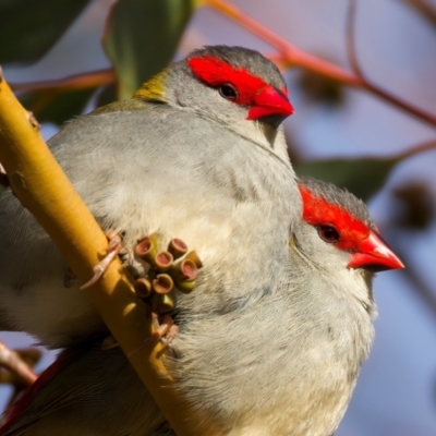 Neochmia temporalis (Red-browed Finch) at Rendezvous Creek, ACT - 28 Jul 2024 by jb2602