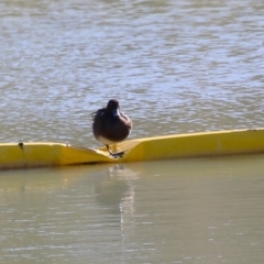 Aythya australis (Hardhead) at Tralee, NSW - 31 Jul 2024 by RodDeb