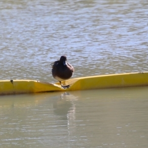 Aythya australis at Tralee, NSW - 31 Jul 2024