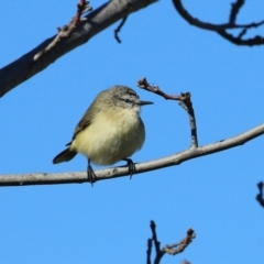 Acanthiza chrysorrhoa (Yellow-rumped Thornbill) at Tralee, NSW - 31 Jul 2024 by RodDeb