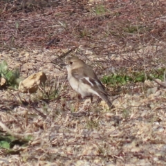 Petroica phoenicea (Flame Robin) at Environa, NSW - 31 Jul 2024 by RodDeb