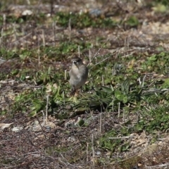 Petroica phoenicea at Environa, NSW - 31 Jul 2024