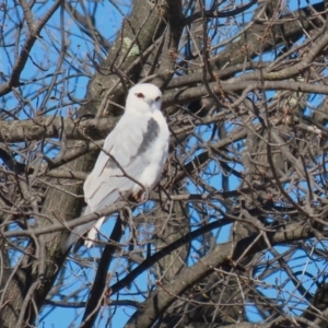 Elanus axillaris at Environa, NSW - 31 Jul 2024