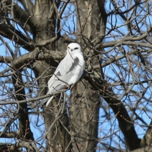 Elanus axillaris at Environa, NSW - 31 Jul 2024